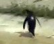 Funny Techno Penguin