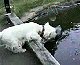 Dog Falls For Decoy