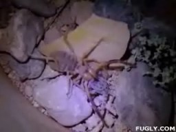 Camelspider Eats Lizard