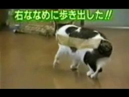 Cat Tape