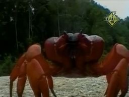 Christmas Island Red Crabs